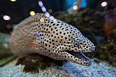 恋爱模拟游戏“五个约会”续作《十个约会》正式发售 支持中文